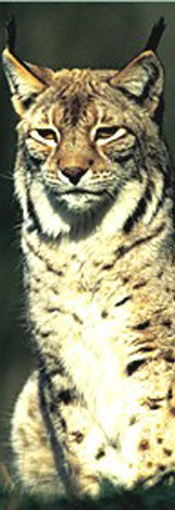 Lynx